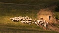 Herding sheeps in Bashang grassland Royalty Free Stock Photo