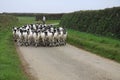 Herding Sheep on a country lane