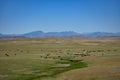 Cattle Grazing in Open Range Royalty Free Stock Photo