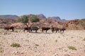 Namibian Desert Cattle