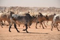 Cows heading to Market in Khartoum