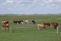 The herds of cattle on the Inner Mongolian grasslands are a beautiful sight