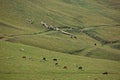 Herds of Chechen highlanders grazing in the mountains.