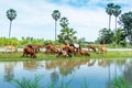 Herds of cows are eating grass on the side of the road