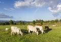 Herds Cows eating grass