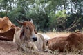 Herds of cows laying down in the grassland under the shade of the tree Royalty Free Stock Photo