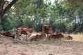 Herds of cows laying down in the grassland under the shade of tree Royalty Free Stock Photo