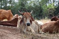 Herds of cows laying down in the grassland under the shade of tree Royalty Free Stock Photo