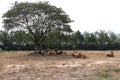 Herds of cows laying down in the grassland under the tree Royalty Free Stock Photo