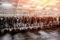 Herds of cows in the milking parlor on the farm