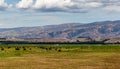 Herds of cows and sheep grazing on a farm with the backdrop of the Southern Alps, in Wanaka, Otago, South Island, New Zealand