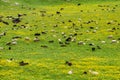 Herds of cows and sheep grazing. Royalty Free Stock Photo