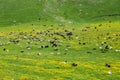 Herds of cows and sheep grazing in a high meadow. Royalty Free Stock Photo