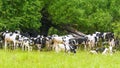 Herds of cows on a walk
