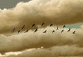 A flock of egrets flying in the evening sky The background is beautiful clouds.