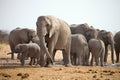 Herds of elephants with cubs are pushing at the waterhole, Etosha, Namibia