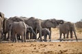 Herds of elephants with cubs are pushing at the waterhole, Etosha, Namibia Royalty Free Stock Photo