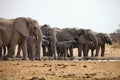 Herds of elephants with cubs are pushing at the waterhole, Etosha, Namibia Royalty Free Stock Photo