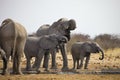 Herds of elephants with cubs are pushing at the waterhole, Etosha, Namibia Royalty Free Stock Photo