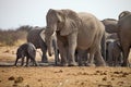 Herds of elephants with cubs are pushing at the waterhole, Etosha, Namibia Royalty Free Stock Photo