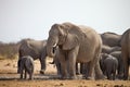 Herds of elephants with cubs are pushing at the waterhole, Etosha, Namibia Royalty Free Stock Photo