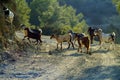 Herds of goats roam the mixed deciduous and coniferous forest in the Troodos Mountains of Cyprus