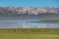 herds grazing on grassy shore of high altitude mountain lake Royalty Free Stock Photo