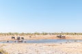 Herds of greater kudus and elephants drinking water Royalty Free Stock Photo