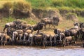 Herds of herbivores on the shores of the Mara River. Kenya, Africa Royalty Free Stock Photo