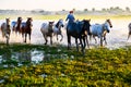 The herds and onrushing steeds Royalty Free Stock Photo
