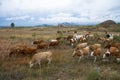 Herds on the prairie