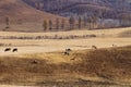 Herds on the prairie