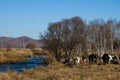 Herds on the river bank Royalty Free Stock Photo