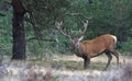 Rutting red deer in the Veluwe National Parc Royalty Free Stock Photo