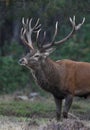 Rutting red deer in the Veluwe National Parc Royalty Free Stock Photo