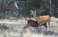 Rutting red deer in the Veluwe National Parc Royalty Free Stock Photo