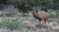 Rutting red deer in the Veluwe National Parc Royalty Free Stock Photo