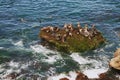 Herds of sea lions resting on the rocky island in the middle of the ocean. Pacific ocean wild life. Seals on the cliff in the sea