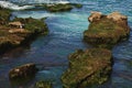 Herds of sea lions resting on the rocky island in the middle of the ocean. Pacific ocean wild life. Seals on the cliff in the sea