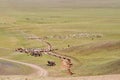 Herds of sheep migrate in Mongolia Royalty Free Stock Photo