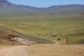 Herds of sheep migrate in Mongolia Royalty Free Stock Photo