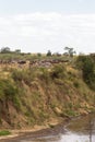 Herds of ungulates on the high banks of the river. Mara River, Masai Mara, Kenya Royalty Free Stock Photo