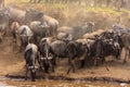 Herds of Wildebeest on the banks of the Mara River.