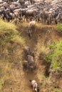 Herds of wildebeest on the Mara River. The beginning of a great migration. Kenya, Africa Royalty Free Stock Photo