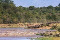 Herds of wildebeest on the shores of the Mara River. Kenya, Africa Royalty Free Stock Photo