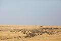 Herds of Wildebeests grazing in the grassland of Masa Mara Royalty Free Stock Photo