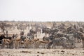 Herds of zebra and antelope at waterhole Etosha, Namibia Royalty Free Stock Photo