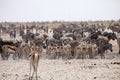 Herds of zebra and antelope at waterhole Etosha, Namibia Royalty Free Stock Photo