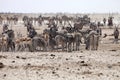 herds of zebra and antelope at waterhole Etosha, Namibia Royalty Free Stock Photo