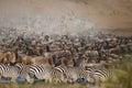 Herds of Zebra and Wildebeest on Mara River, Kenya